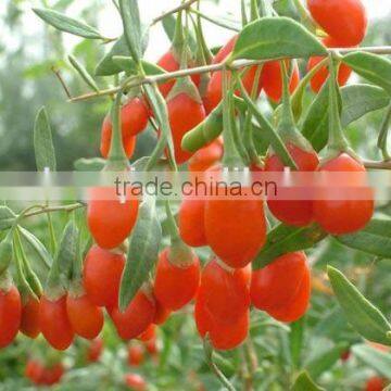 Ning Xia ZhongNing dried fresh goji berry with good quality