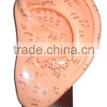 Acupuncture Ear Model-22cm/ Auricular model