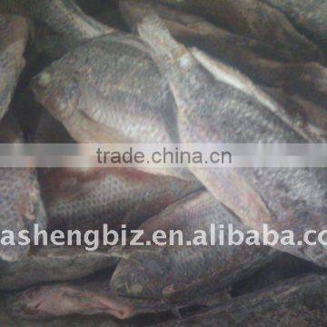 iqf frozen tilapia whole and fillet