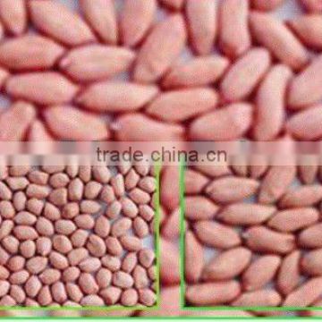 good quality peanut kernels(red)