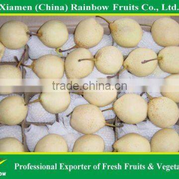 Chinese Fresh Ya Pear with top quality