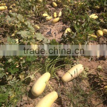 Hybrid for Seed Zucchini Seeds Squash Seeds for Growing-golden Abundant photo-3