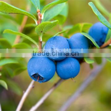 Very Hot Selling Organic Blueberry Extract