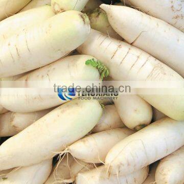 Commercial Turnip Fruit Vegetable Washing and Peeling Potato Ginger Washer and Peeler Machine photo-2