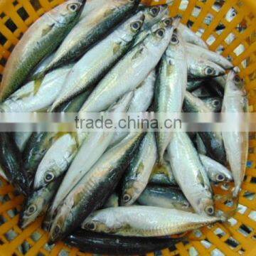 Frozen Pacific Mackerel Fish Newest photo-3