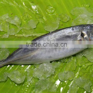 Frozen Horse Mackerel Price