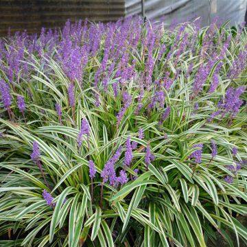 Emerald Green Eco-Friendly Perennial Ornamental Grasses Customized Size White