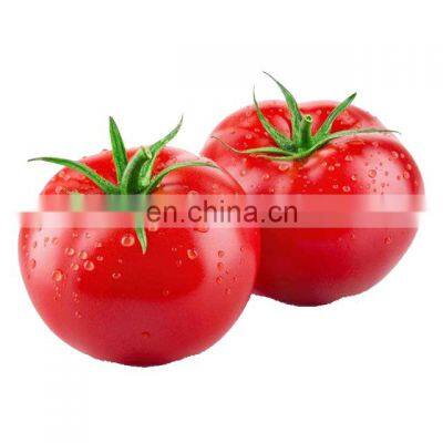 Best Price Dry Tomato Powder photo-2