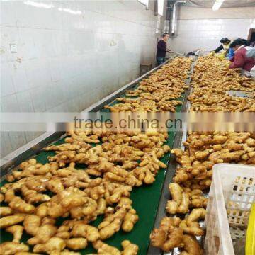 Chinese Fresh Ginger 150g up