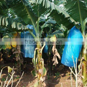 Plastic LDPE banana bunch covers for protecting banana cultivation