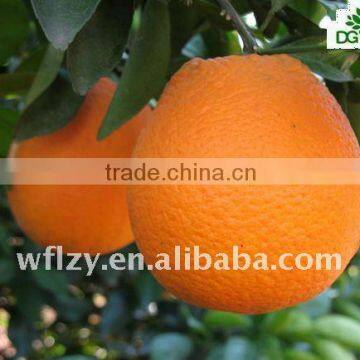 new crop navel orange