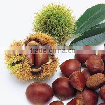 2016 raw fresh chestnuts sales Opening booking bulk chestnuts