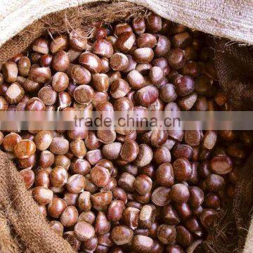 Supply dried chestnut with good quality for sale