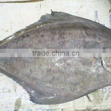 Frozen Black Pomfret