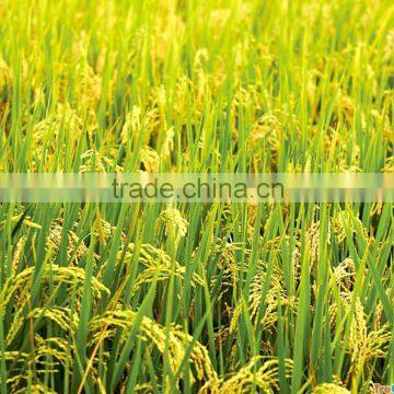 White Rice JAPONICA/LONG GRAIN/JASMIN GOOD QUALITY(/Viber/Whatsaap:+84965152844) photo-6