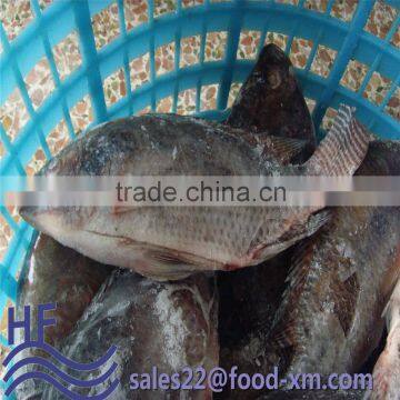 Haihuifeng gutted scaled whole tilapia