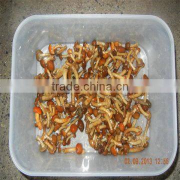 nameko mushrooms in brine salted nameko mushroom nameko mushroom packing 50kg drum