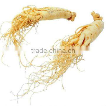 Panax Ginseng Root Extract Powder 7%HPLC