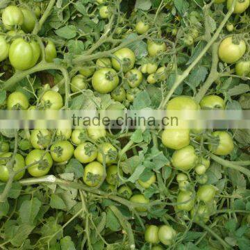 Marina F1 (PELLETED) Hybrid Tomato Seeds