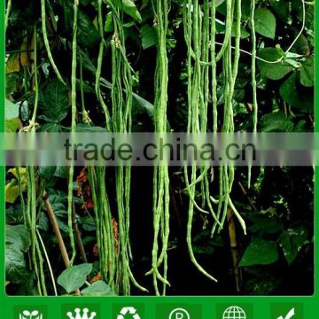 MBE04 Fengkai early maturity yard long bean seeds, chinese bean seeds