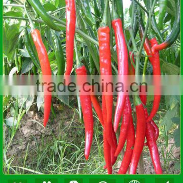 P18 Xiongliang f1 hybrid high quality hybrid vegetable seeds of pepper seed