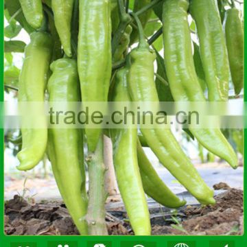 P19 Zhenyu f1 hybrid light green pepper seeds in agriculture