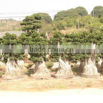 Live Ficus Microcarpa Big Size Medium Small Size Shaped Outdoor Bonsai Plants photo-2