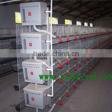 H Type rearing cages for chickens