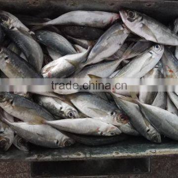 Frozen hot sale Fresh W/R Horse Mackerel China-made fish