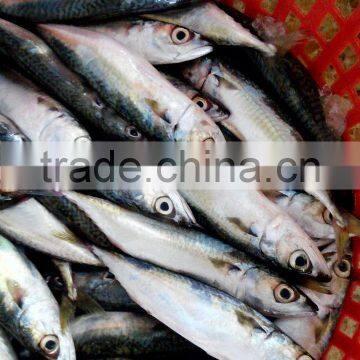 Pacific Mackerel Frozen Mackerel photo-2