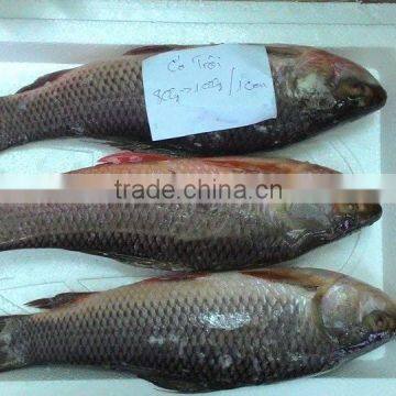 ROHU LABEO ROHITA photo-5