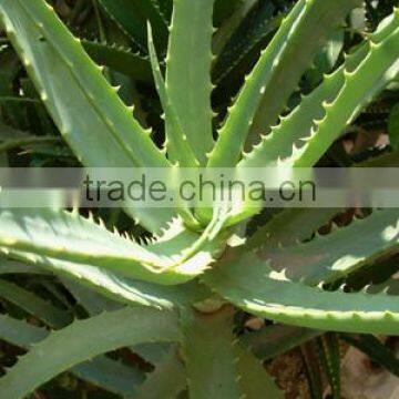 natural high quality comestic material aloe vera vitamin facial oil