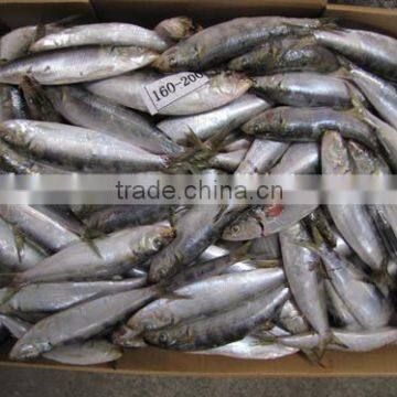 Frozen Seafood Asia Sardines Fish To Supply 160 - 200 pcs