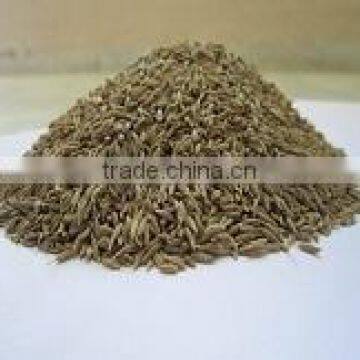 Cumin Seeds Europe Quality 99.5 % Purity