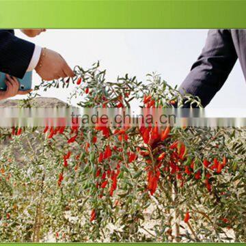 Goji Berry From China photo-2