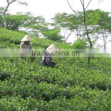 Enjoyable ORGANIC Green Tea from VIetnam