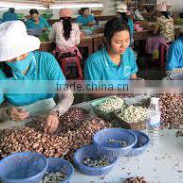 High quality Vietnam cashew nut