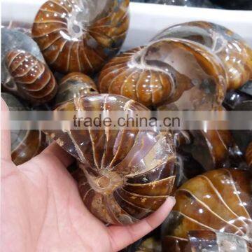 top quality natural conch ammonite fossil nautilus fossil stone for decoration