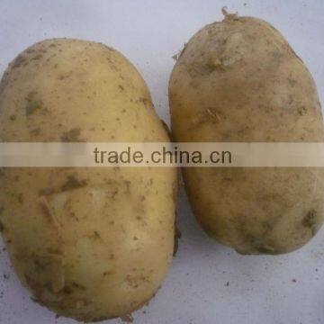 Yellow Potato Price in China,