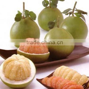 GREEN POMELO