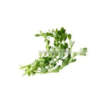 Thyme Leaved Gratiola Bacopa powder