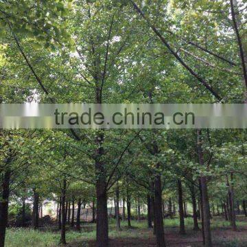 Ginkgo Biloba L
