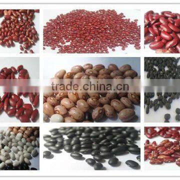 Light Speckled Kidney Beans Long Shape