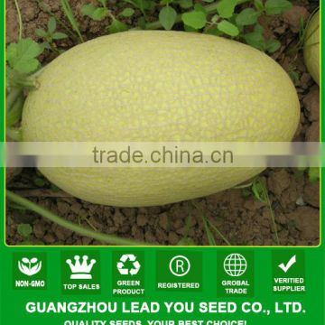 ASM051 Mingqi high sugar content hami melon seeds hybrid