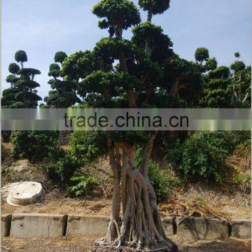 Ficus microcarpa bonsai trees Shaped Bonsai Original root bonsai Ficus