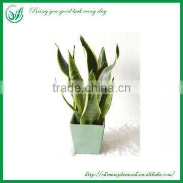 Ornamental Plants Sansevieria Sale photo-2
