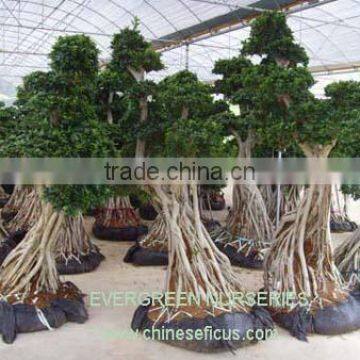 Ficus microcarpa, ficus bonsai tree