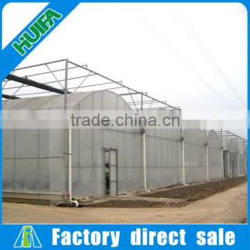 Professional used tunnel multi span greenhouse for tomatoes