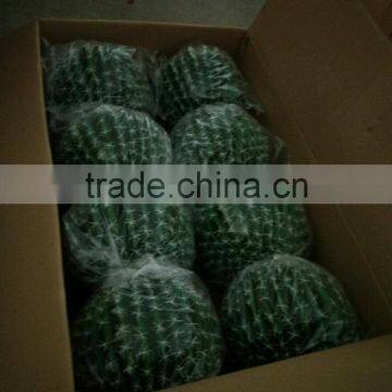 SJ3001014 High Initation Ornamental Artificial Cactus Plant/cactos for Office Decoration photo-6