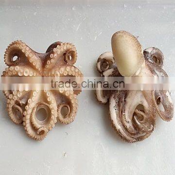 Frozen Boiled Baby Octopus Flower Galicia Seafood photo-3